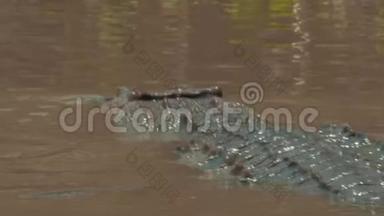 鳄鱼在泥泞的河岸上航行<strong>时</strong>的后视镜